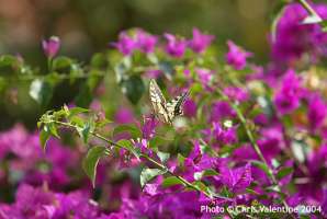 Xtrallusion photo library of independent, self-guided walking and sightseeing holidays in Italy. Pictures, images, photos and photographs taken along the way of this 1-day walking itinerary, to give you a visual impression of the day's walk.